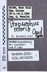 Etiketten zu Propsephus feralis (NHMW-ZOO-COL-0010225)